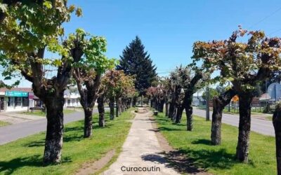 CRÓNICA DE CURACAUTÍN